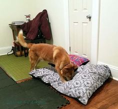 a brown dog standing on top of a pillow