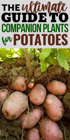 the ultimate guide to companion plants for potatoes is in this post it's an easy way to grow and store them