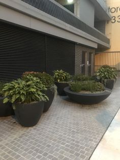 [CommissionsEarned] Buy Commercial Garden Planters Direct From The Supplier.- Potsonline Ph: 1300 730 269. Potsonline Specialise In Large Commercial Planters And Custom Made Garden Planters. #Potsonline #Commercialplanters #Largegardenpots #Wholesalegardenpots #Commerciallandscaping #Commercialprojects #Largegardenplanters #Bigpots #Factorydirectpots #largegardenpots Large Garden Planters Ideas, Large Garden Pots Ideas Outdoor Planters, Extra Large Planters Outdoor Ideas, Large Planters Outdoor, Extra Large Outdoor Planters, Large Bowl Planters, Harris House, Large Garden Planters