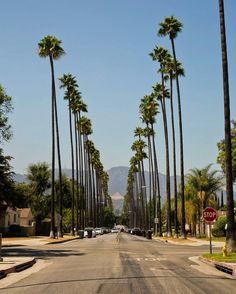 palm trees line the street in front of a stop sign