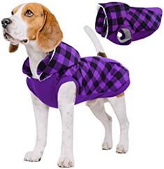 a dog wearing a purple and black plaid coat