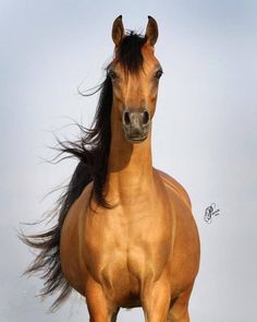 a large brown horse standing on top of a grass covered field under a blue sky