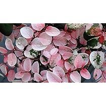 pink and white leaves are arranged on the wall