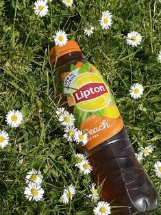 a bottle of lipton tea sitting in the grass surrounded by daisies