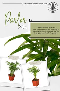 two potted plants are shown in front of a sign that says parlor palm