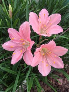 three pink flowers are blooming in the grass