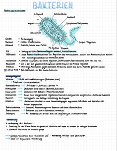 the structure of an animal's body and its parts in blue on white paper