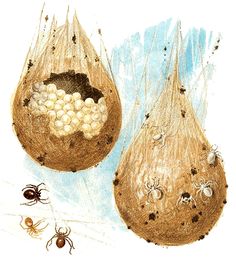 two brown and white spider's in their nests