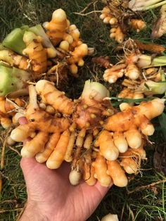 a hand holding up a bunch of carrots on the ground