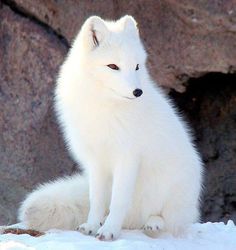 a white fox sitting on top of snow covered ground next to a large rock wall