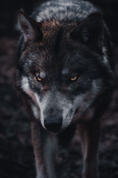 a close up of a wolf's face with yellow eyes