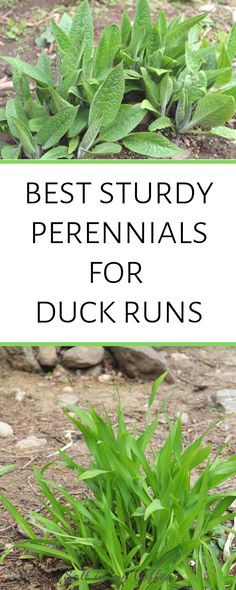 two pictures with the words best study perennials for duck runs in front of them