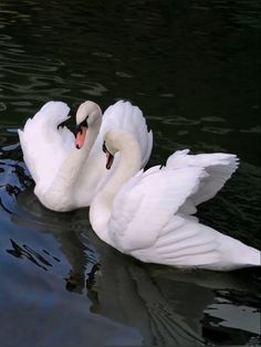 two white swans are swimming in the water with their beaks open and eyes closed