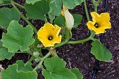 two yellow flowers are growing in the ground next to green leaves and mulchy soil