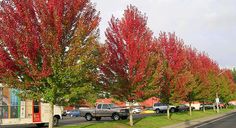 trees with red leaves line the street in front of a bus and cars parked on the side of the road