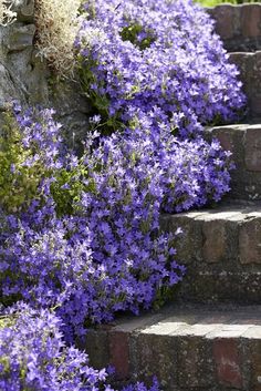 purple flowers are growing on the side of some steps