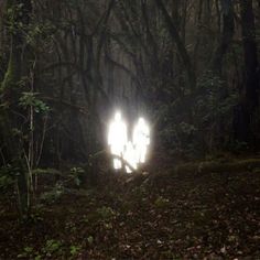 three lights shining in the middle of a forest