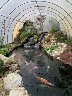 a fish pond with many different types of koi swimming in it