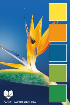 a brochure with an image of a bird of paradise