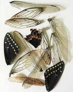 several different types of dragonflies on a white surface with one black and the other orange