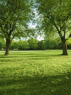 two trees in the middle of a grassy field