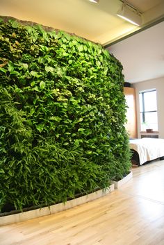 a living room with a large green plant on the wall and wooden flooring in front of it