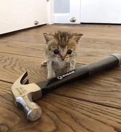 a kitten sitting on the floor next to a wrench