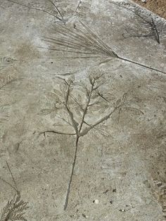 some plants are growing out of the concrete