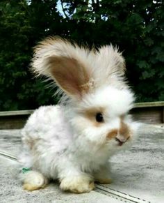 a small white rabbit sitting on top of cement