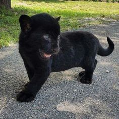 a small black cat standing on top of a gravel road next to grass and trees