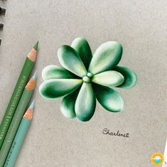 a drawing of a green flower with two pencils next to it