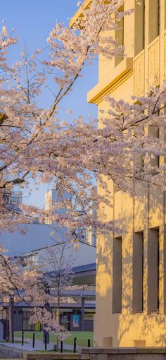 the trees are blooming in front of the building