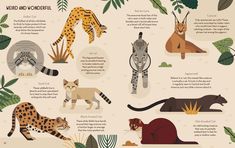 an illustrated poster with different types of wild animals and their names on it's page