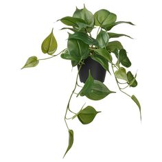 a potted plant with green leaves hanging from it's side on a white background