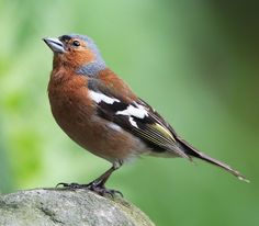 a small bird perched on top of a rock