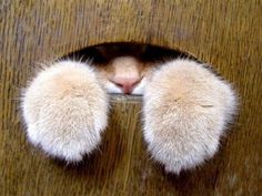 a cat is peeking out from behind a wooden door