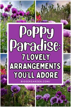 Enhance your garden with a purple poppy paradise using these 7 flower arrangement ideas. Include exotic flowers, purple poppies, and beautiful blooms, and capture the charm of flower art painting and flower photos to create your ultimate flower display.