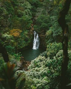 a waterfall surrounded by lush green trees and bushes