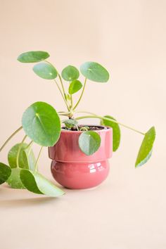 a small potted plant with green leaves in it sitting on a table next to a pink vase