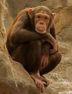 a small monkey sitting on top of a rock