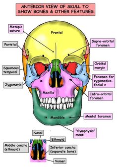 an image of the bones and their major structures, including the skull's head