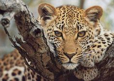 a close up of a leopard in a tree