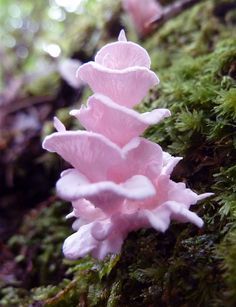 some pink flowers are growing out of the moss