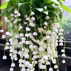 white flowers hanging from the side of a window sill in front of a green plant