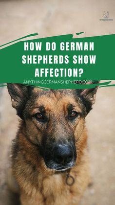 How Do German Shepherds Show Affection? The Ultimate Guide Dogs Tattoo Ideas, Dog Ear Tattoo, Dog Line Art Tattoo, German Shepherd Tattoo, German Shepherd Care, Pet Wolf, Aesthetic Dogs