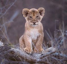 a young lion cub sitting on top of a tree branch in the wilderness, looking at the camera