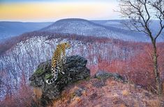 a leopard standing on top of a large rock in the middle of a mountain range