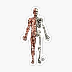 a sticker with the skeleton and muscles