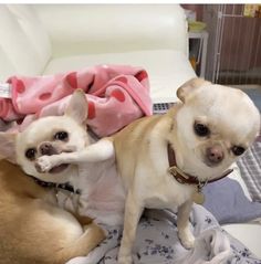 two small dogs sitting on top of a bed