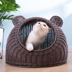 a white cat sitting in a wicker basket